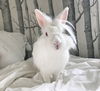 adoptable Rabbit in Culver City, CA named Ears McKenzie