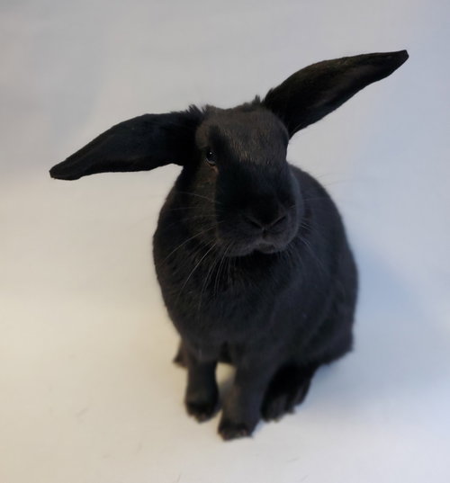 Helicopter, a rabbit for adoption from Los Angeles Rabbit Foundation