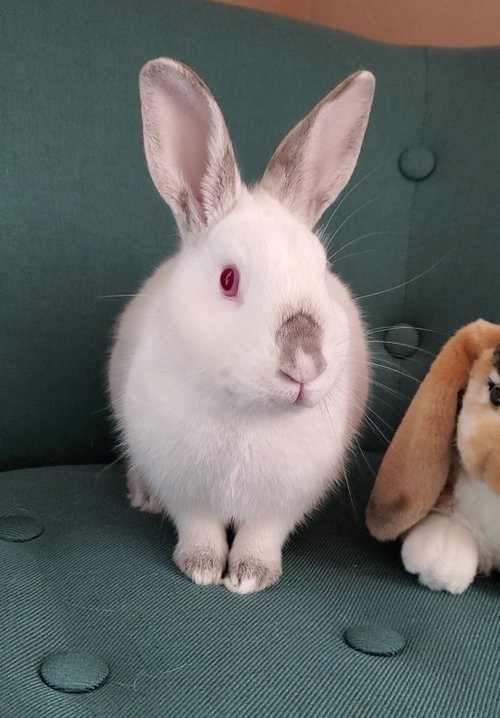 Finneas, a rabbit for adoption from Los Angeles Rabbit Foundation