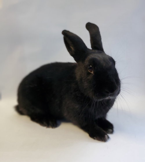 Black Beauty, a rabbit for adoption from Los Angeles Rabbit Foundation