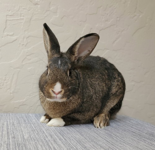 Parton, a rabbit for adoption from Los Angeles Rabbit Foundation