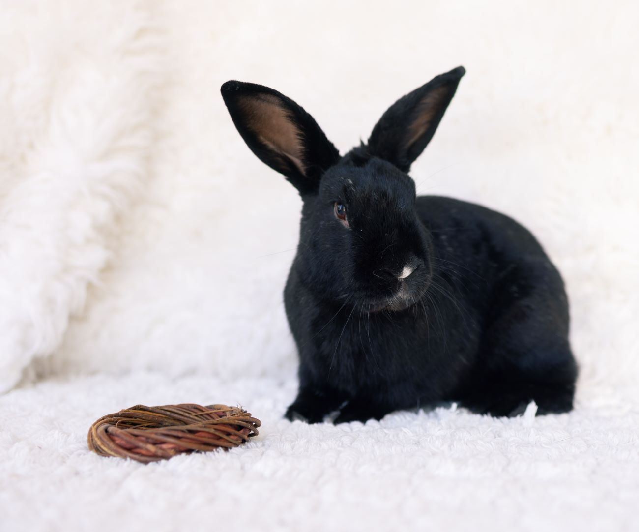 adoptable Rabbit in Culver City, CA named Star MVR