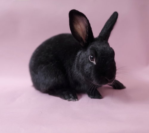 Airport, a rabbit for adoption from Los Angeles Rabbit Foundation