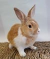 adoptable Rabbit in Culver City, CA named Lord Marmalade