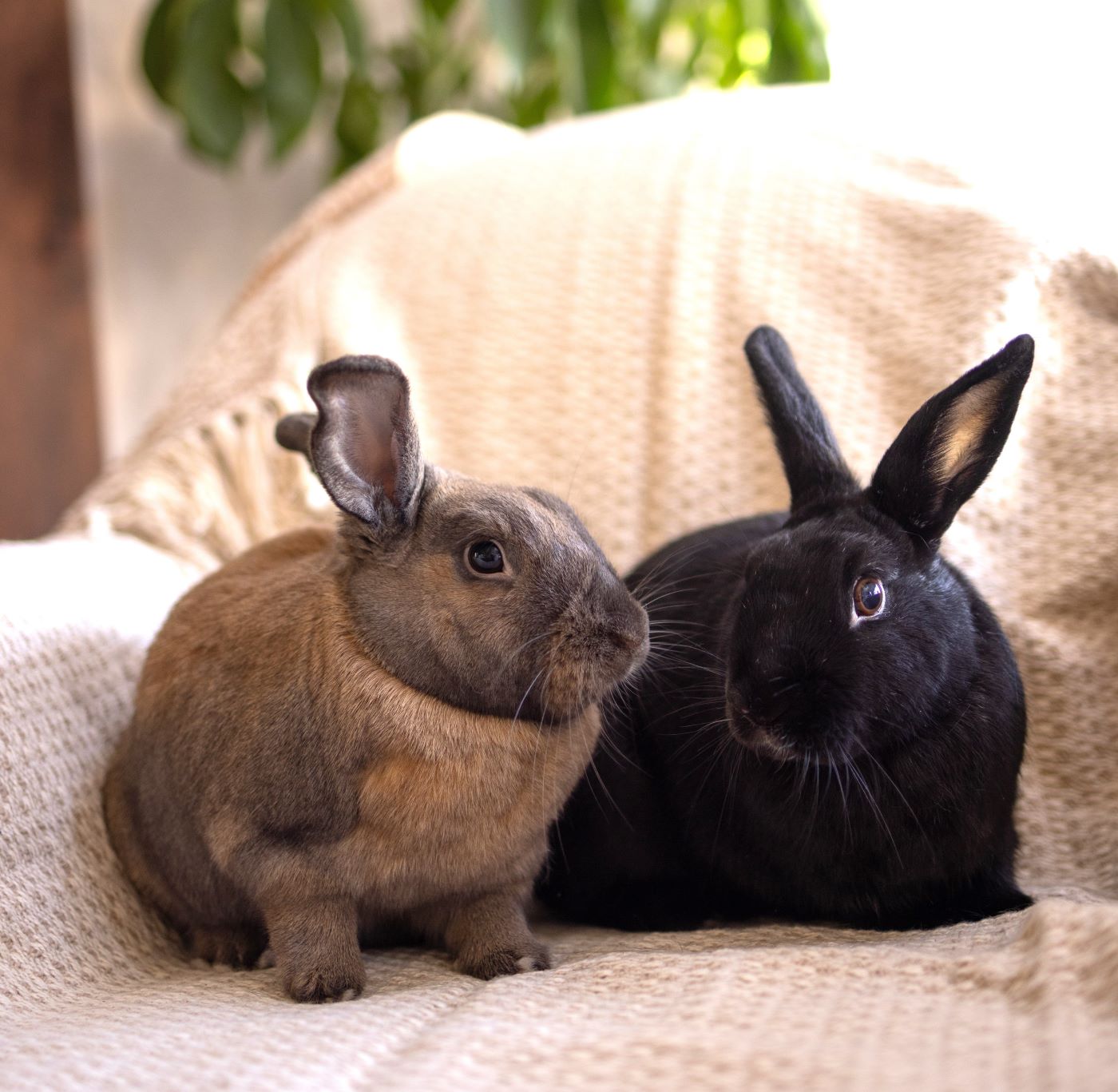 adoptable Rabbit in Culver City, CA named Beyonce