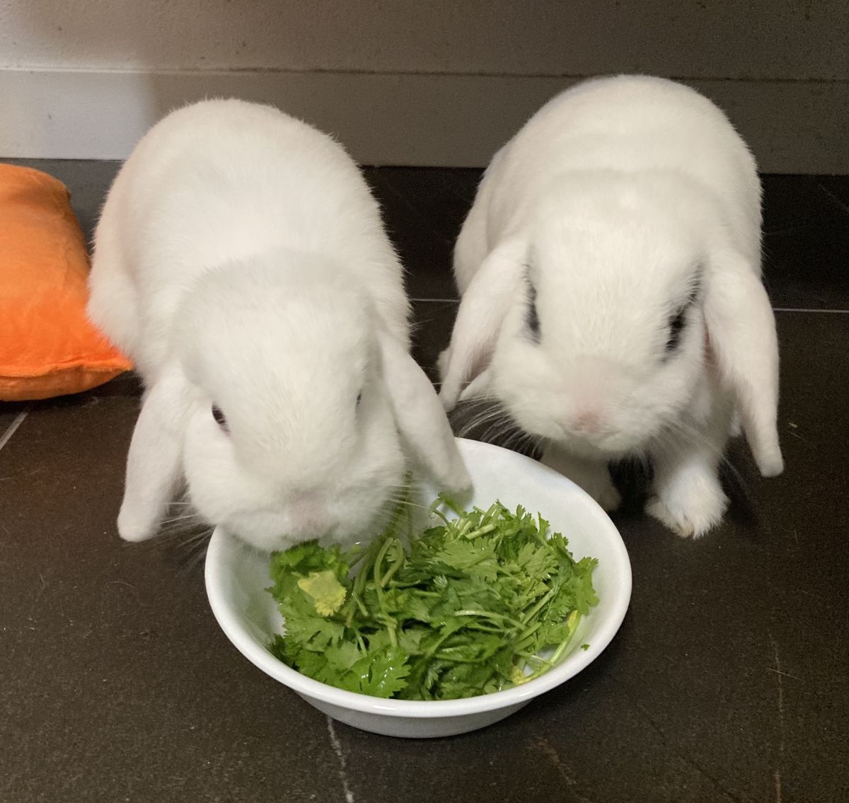 adoptable Rabbit in Culver City, CA named Freya