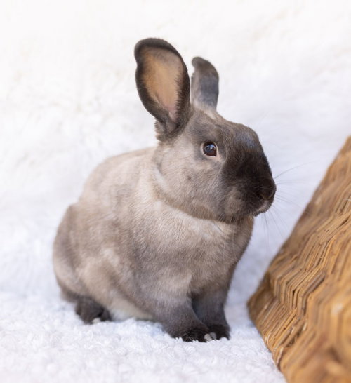 Oatmeal, a rabbit for adoption from Los Angeles Rabbit Foundation