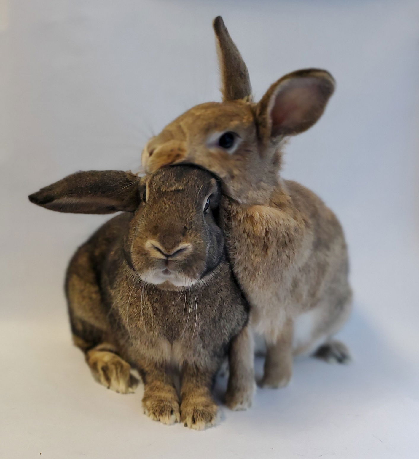 adoptable Rabbit in Culver City, CA named Strawberry