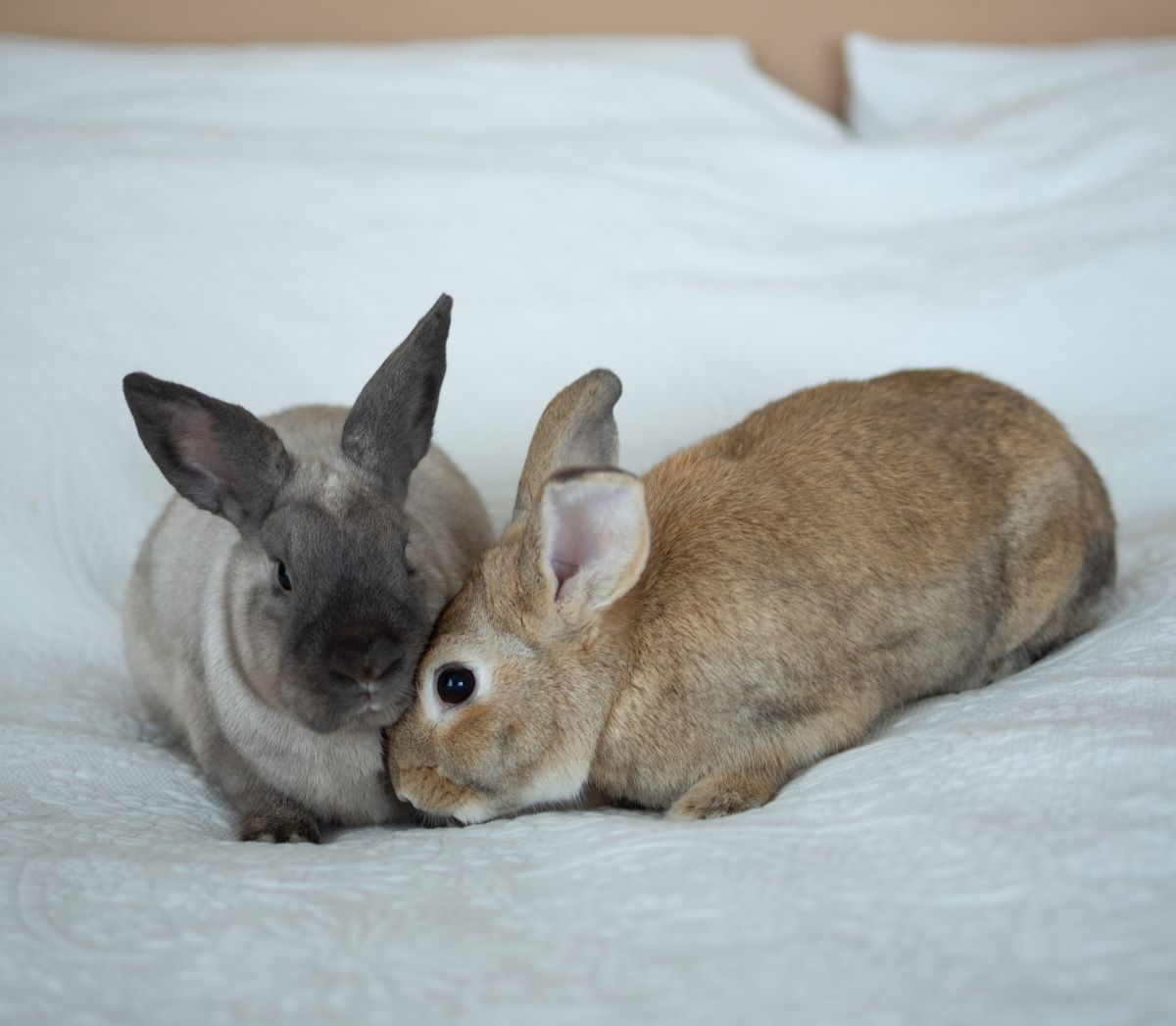 adoptable Rabbit in Culver City, CA named Senator I