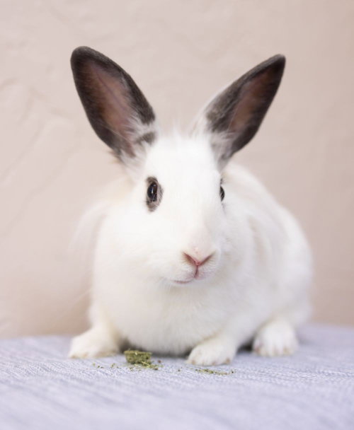 Azula, a rabbit for adoption from Los Angeles Rabbit Foundation