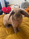 adoptable Rabbit in Culver City, CA named Nami