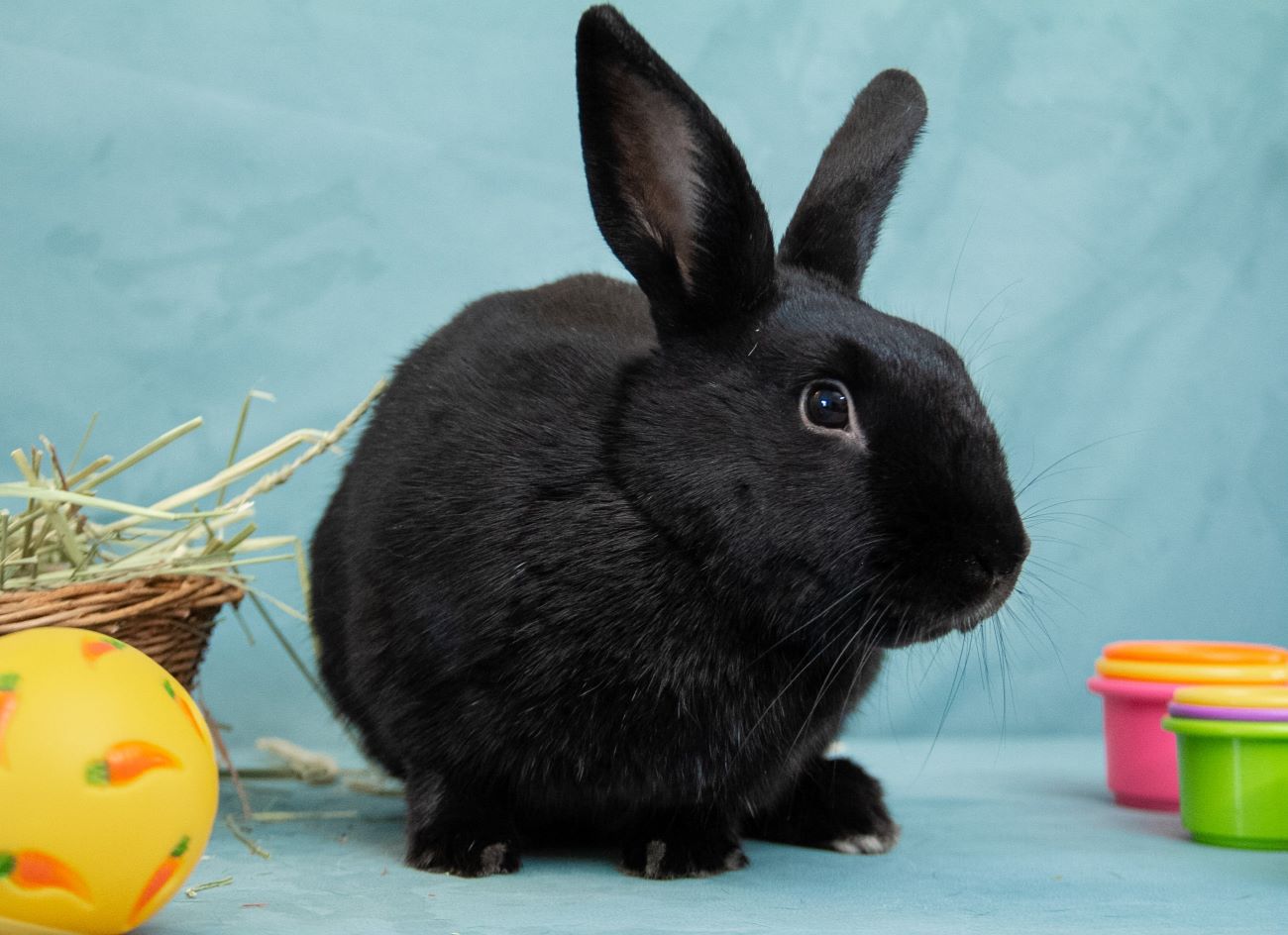 adoptable Rabbit in Culver City, CA named Dahlia