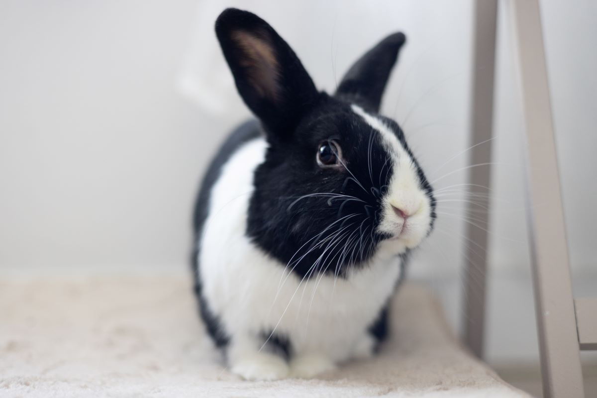 adoptable Rabbit in Culver City, CA named Joy