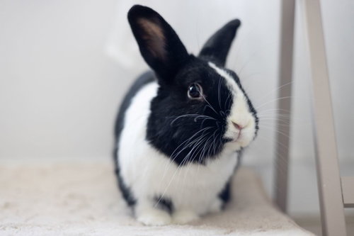 Joy, a rabbit for adoption from Los Angeles Rabbit Foundation