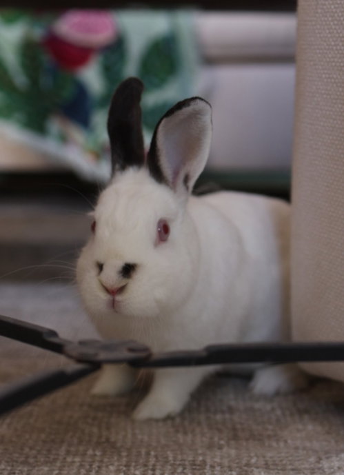 Salvador Dali, a rabbit for adoption from Los Angeles Rabbit Foundation