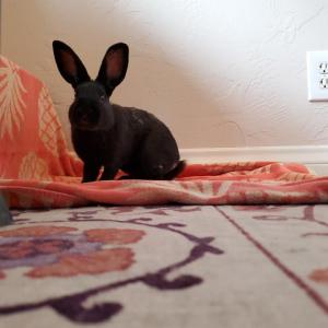 Toupee, a rabbit for adoption from Los Angeles Rabbit Foundation