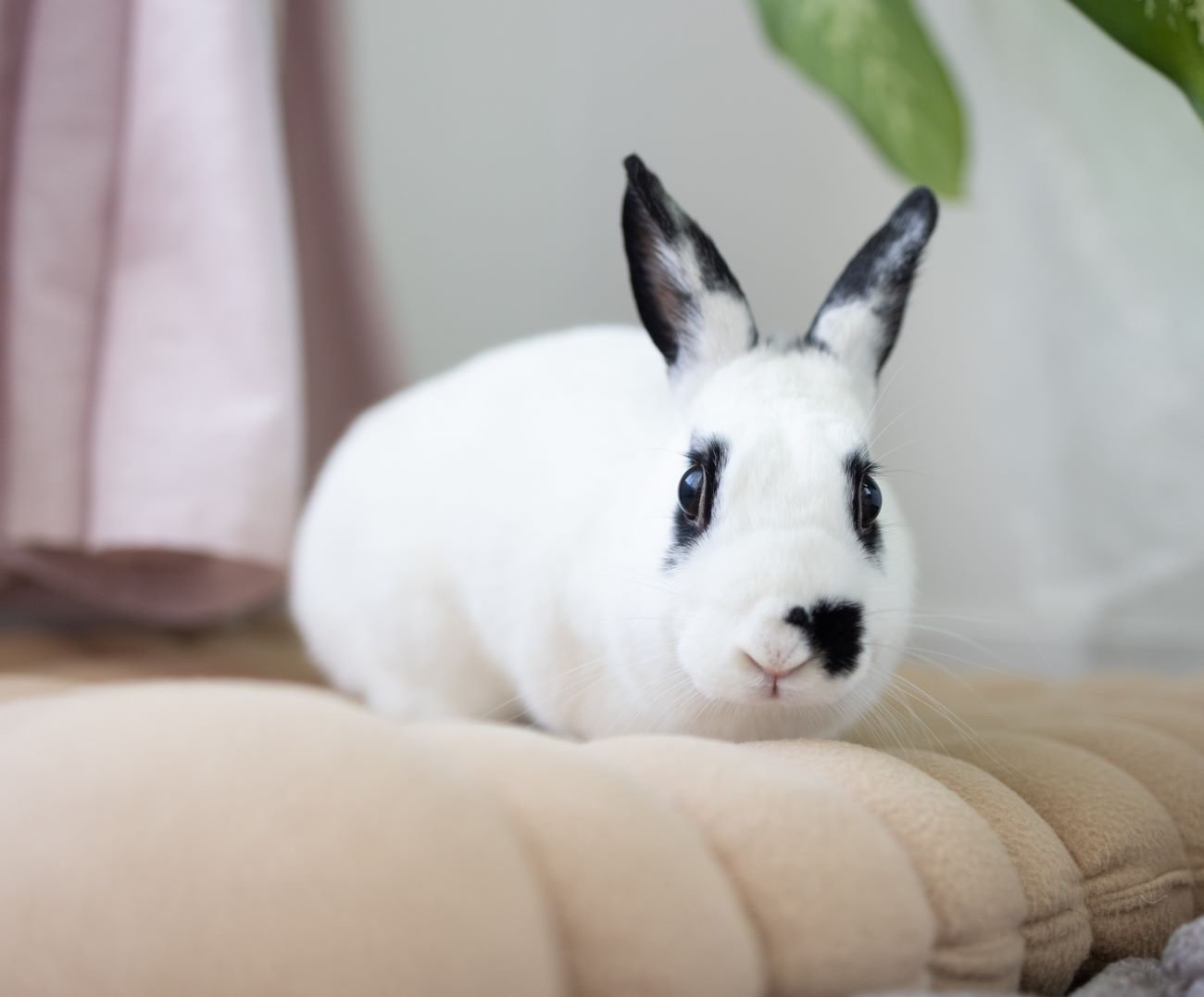 adoptable Rabbit in Culver City, CA named Love Bug