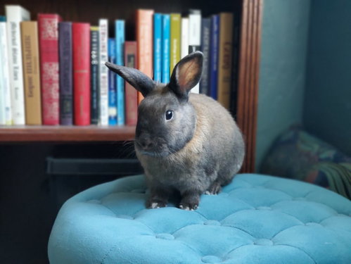 Acorn, a rabbit for adoption from Los Angeles Rabbit Foundation