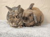 adoptable Rabbit in Culver City, CA named Cinnamon Toast