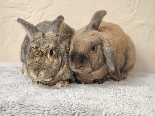 Brownie, a rabbit for adoption from Los Angeles Rabbit Foundation