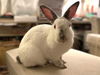 adoptable Rabbit in Culver City, CA named Petra