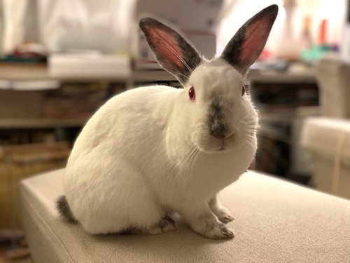Petra, a rabbit for adoption from Los Angeles Rabbit Foundation