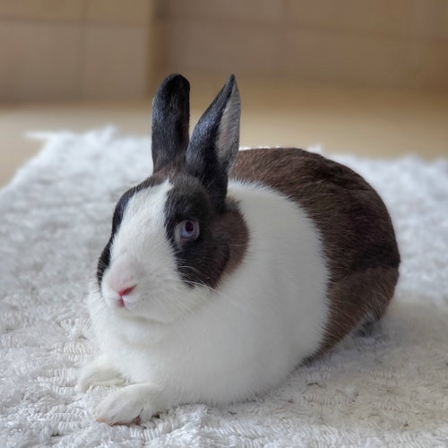 Bebe, a rabbit for adoption from Los Angeles Rabbit Foundation