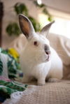 adoptable Rabbit in Culver City, CA named May