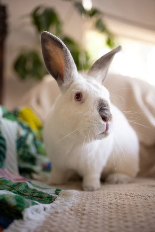 May, a rabbit for adoption from Los Angeles Rabbit Foundation