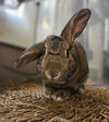 adoptable Rabbit in  named Javelin