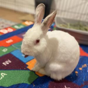 Uno, a rabbit for adoption from Los Angeles Rabbit Foundation