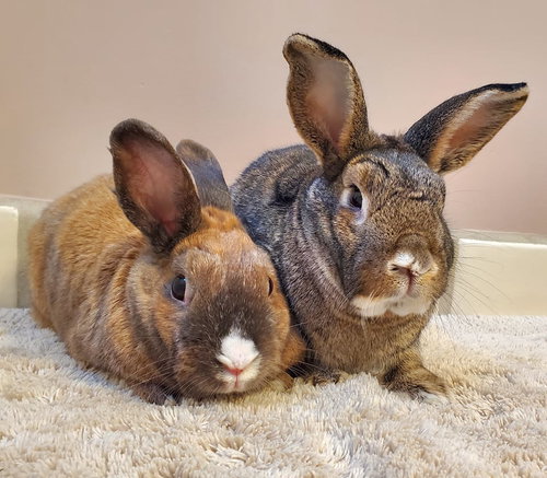 Miso, a rabbit for adoption from Los Angeles Rabbit Foundation