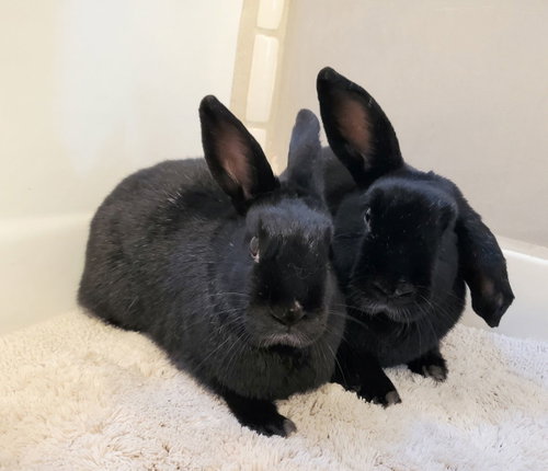 Jojp, a rabbit for adoption from Los Angeles Rabbit Foundation