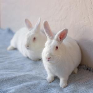 adoptable Rabbit in Culver City, CA named Autumn