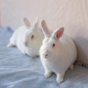 Winter, a rabbit for adoption from Los Angeles Rabbit Foundation