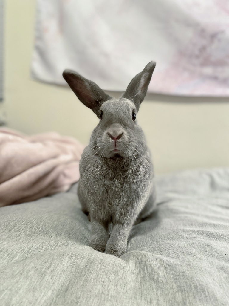 adoptable Rabbit in Culver City, CA named Ocean