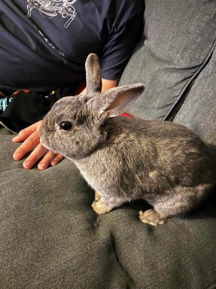 adoptable Rabbit in Culver City, CA named Stevie