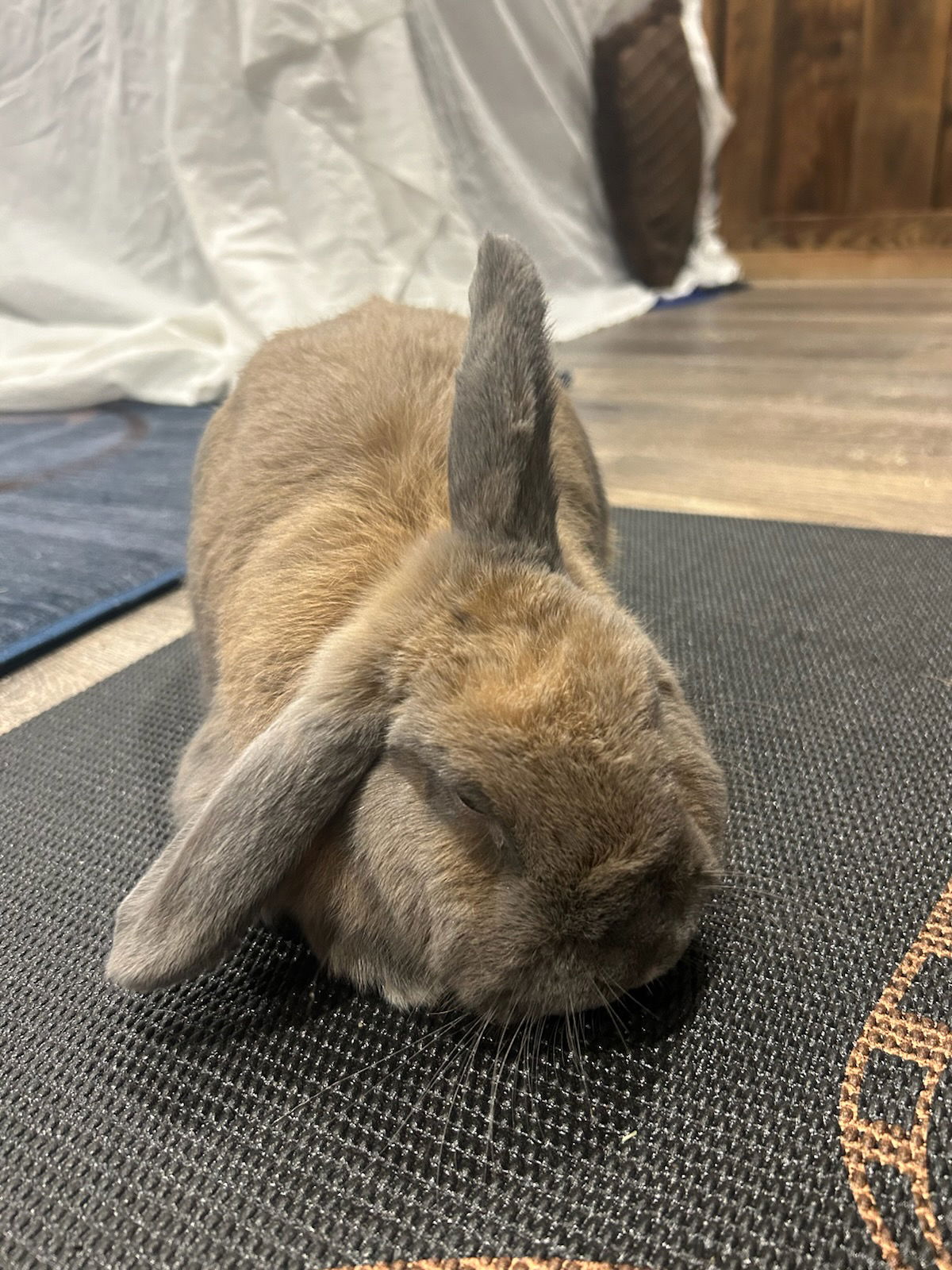 adoptable Rabbit in Culver City, CA named Summit