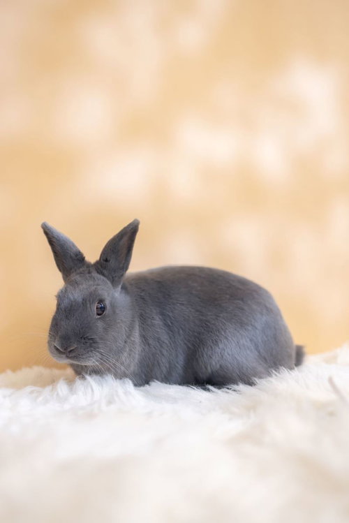 Simon, a rabbit for adoption from Los Angeles Rabbit Foundation