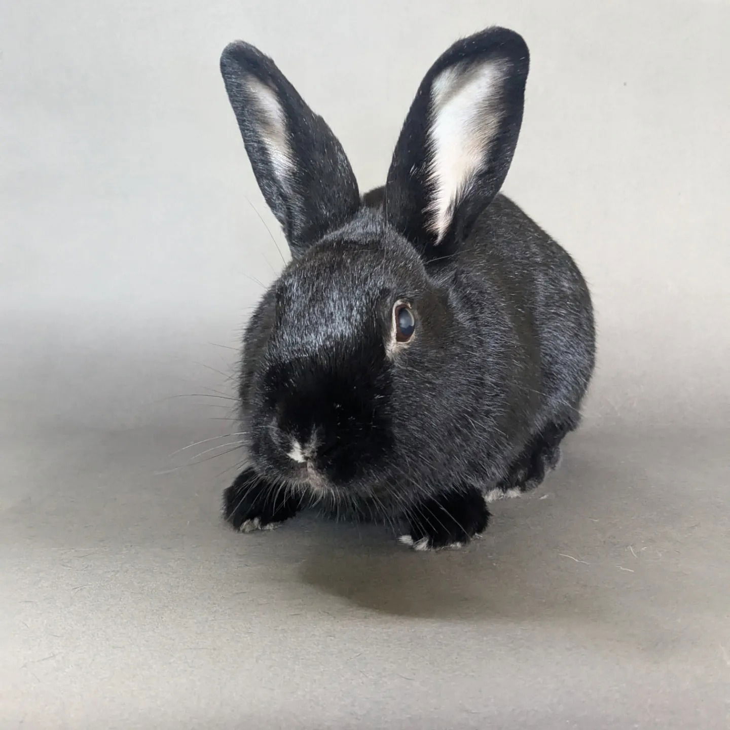 adoptable Rabbit in Culver City, CA named Marcel