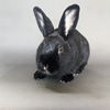 adoptable Rabbit in  named Marcel