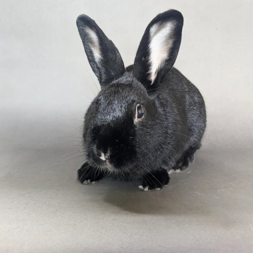 Marcel, a rabbit for adoption from Los Angeles Rabbit Foundation