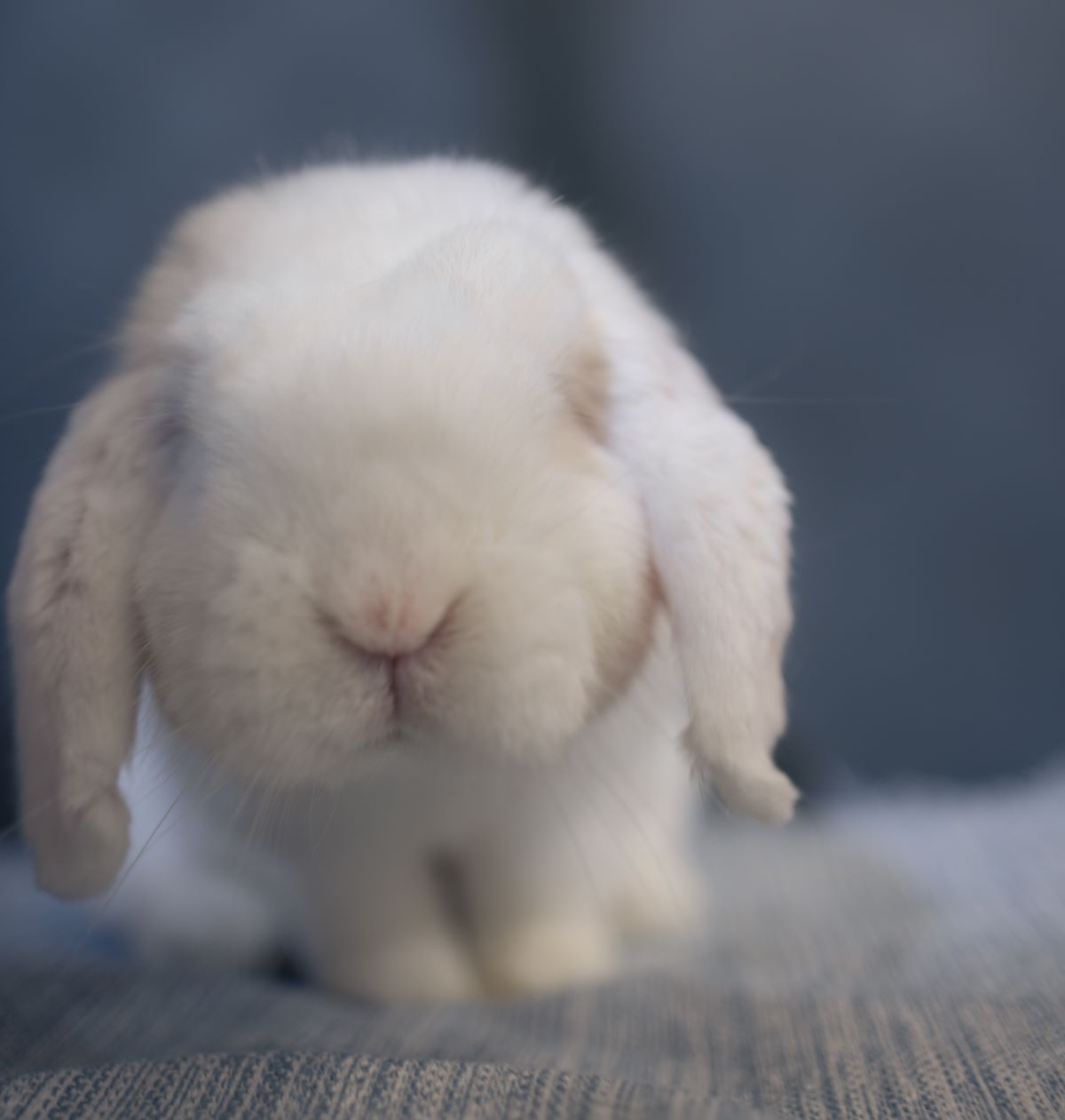 adoptable Rabbit in Culver City, CA named Diamond