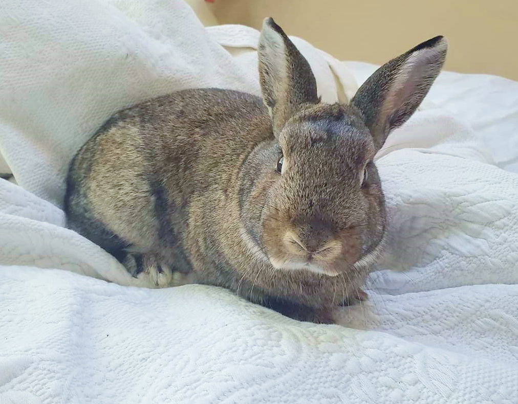 adoptable Rabbit in Culver City, CA named Forest