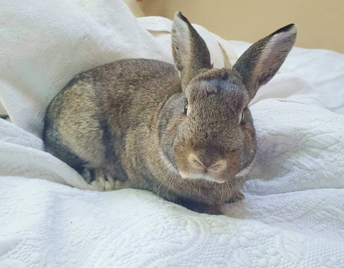 Forest, a rabbit for adoption from Los Angeles Rabbit Foundation