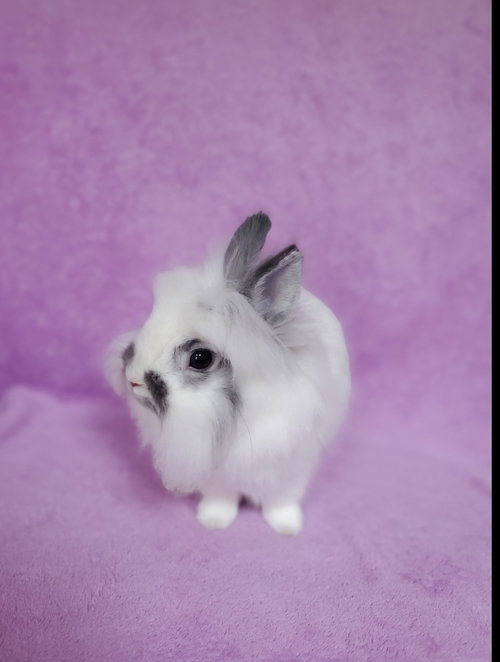 Barney, a rabbit for adoption from Los Angeles Rabbit Foundation
