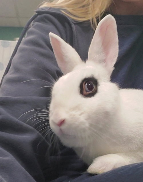 Bisou, a rabbit for adoption from Los Angeles Rabbit Foundation