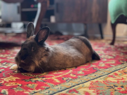 Challa, a rabbit for adoption from Los Angeles Rabbit Foundation