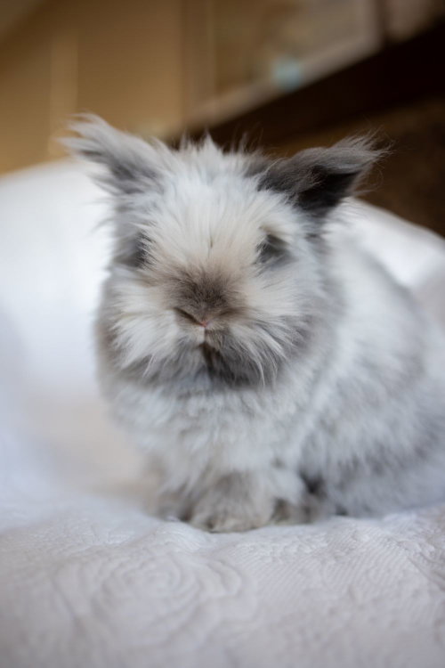 Coby, a rabbit for adoption from Los Angeles Rabbit Foundation