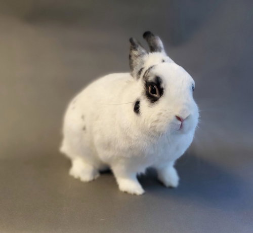 Diva, a rabbit for adoption from Los Angeles Rabbit Foundation